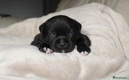 Staffordshire Bull Terrier dogs for sale: KC Reg Staff Pups Blue/Black, Champion Blood Lines - Image 13