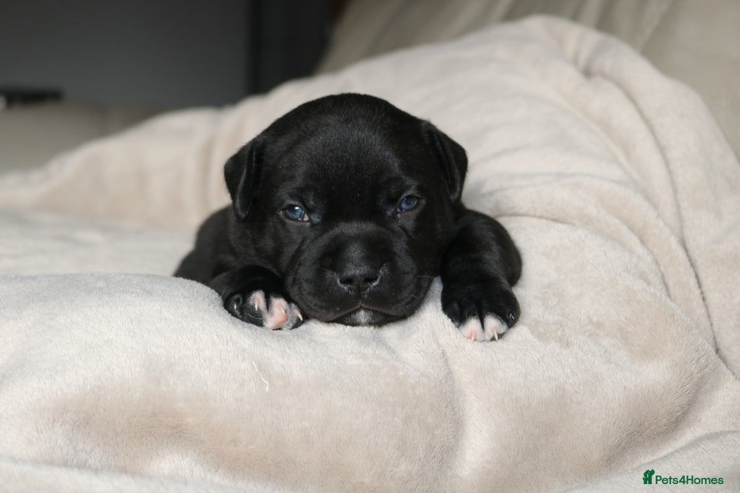 Staffordshire Bull Terrier dogs for sale: KC Reg Staff Pups Blue/Black, Champion Blood Lines - Image 13