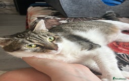 Domestic Shorthair cats for sale: Tinks  - Image 1