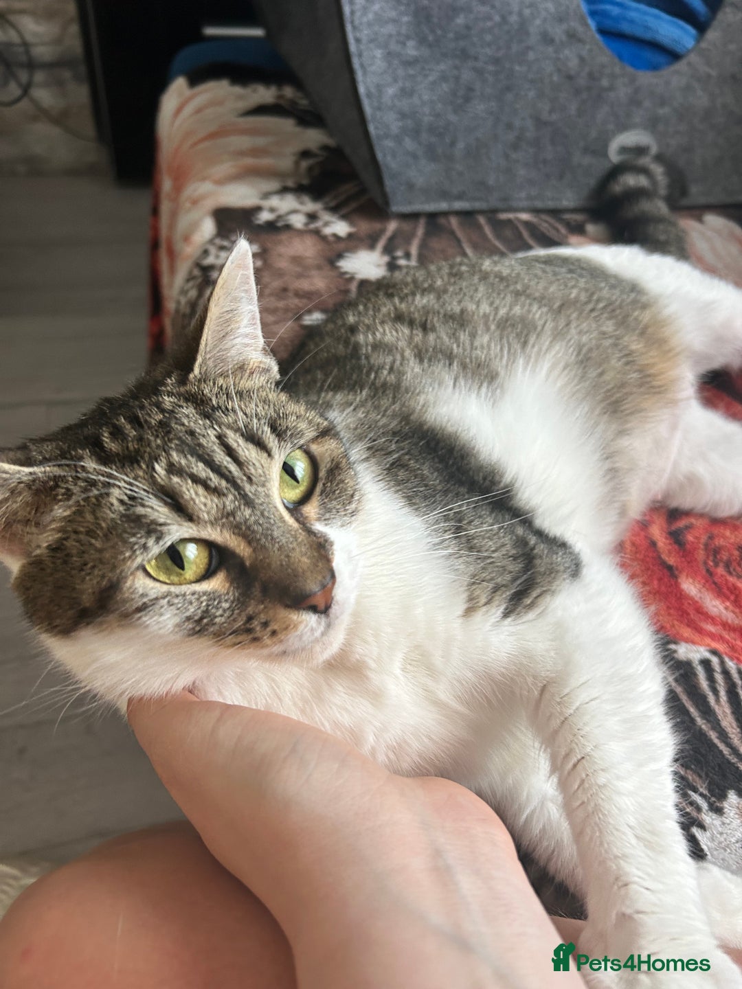 Domestic Shorthair cats for sale: Tinks  - Image 1