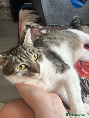 Domestic Shorthair cats - Advert 18