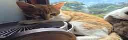 Mixed Breed cats for sale: Lovely playful kittens - Advert 15