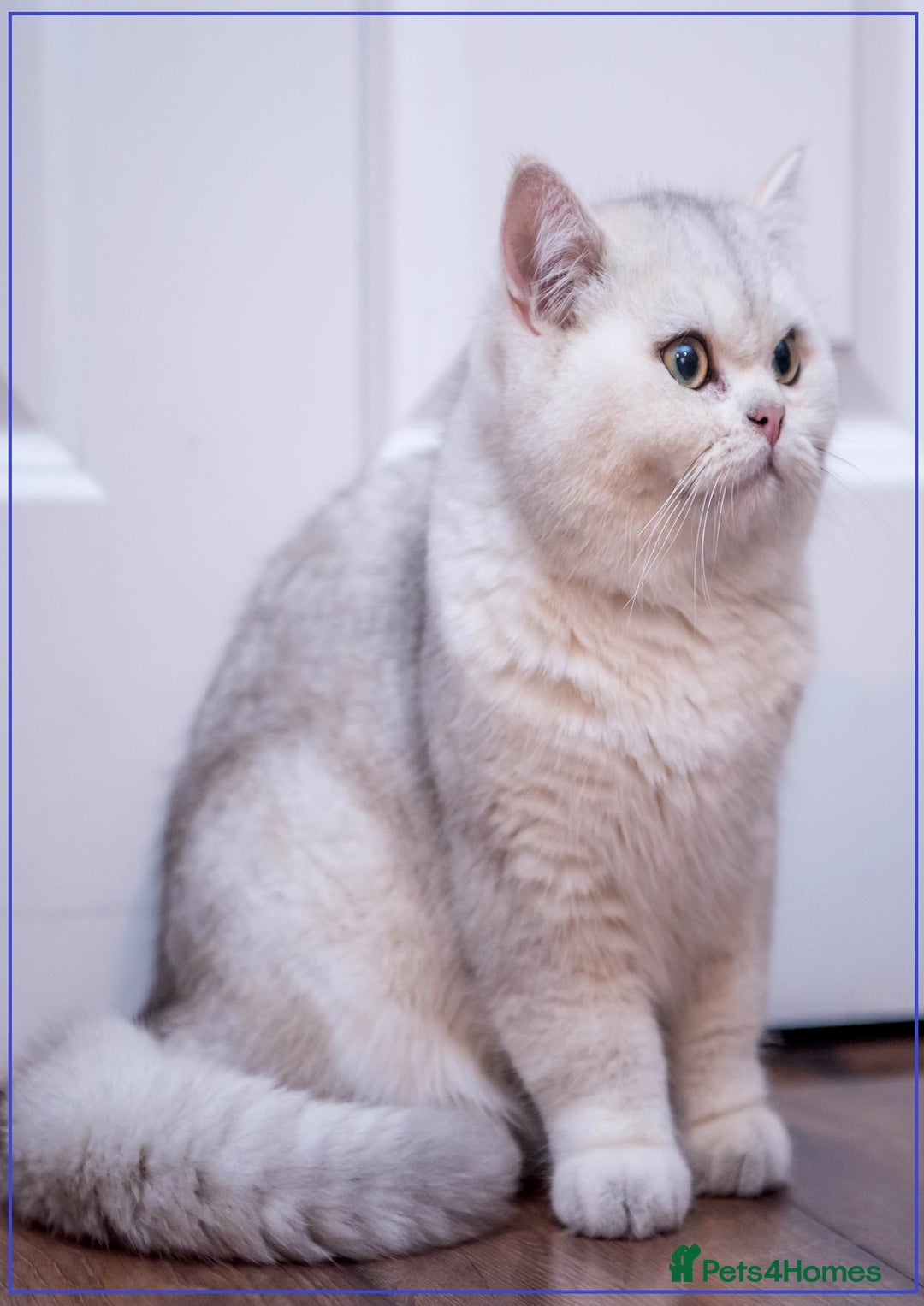 British Shorthair cats for stud: ❤ British Short Hair Active Stud ❤ Champion ❤ in Doncaster - Advert 23