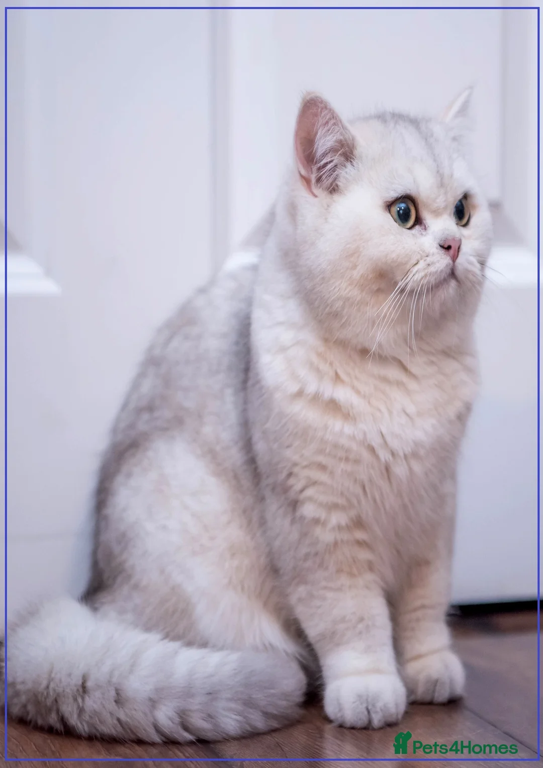 British Shorthair cats for stud: ❤ British ShortHair Active Stud ❤ Champion ❤ in Doncaster - Advert 22