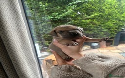 Great Dane dogs for sale: Champion Great Dane puppies for sale - Image 11