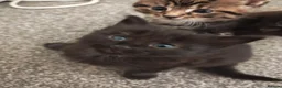 Mixed Breed cats for sale: Pretty female kitten - Advert 6