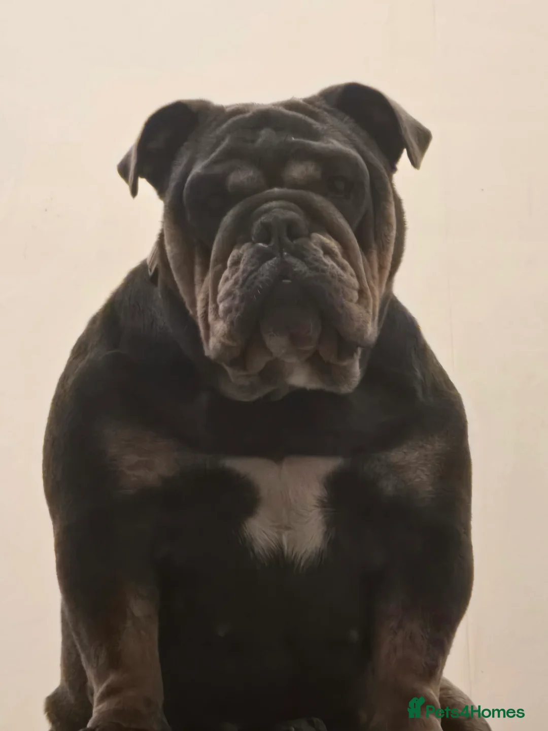 Olde English Bulldogge dogs for sale: Blue/tan old english bulldog  - Advert 6