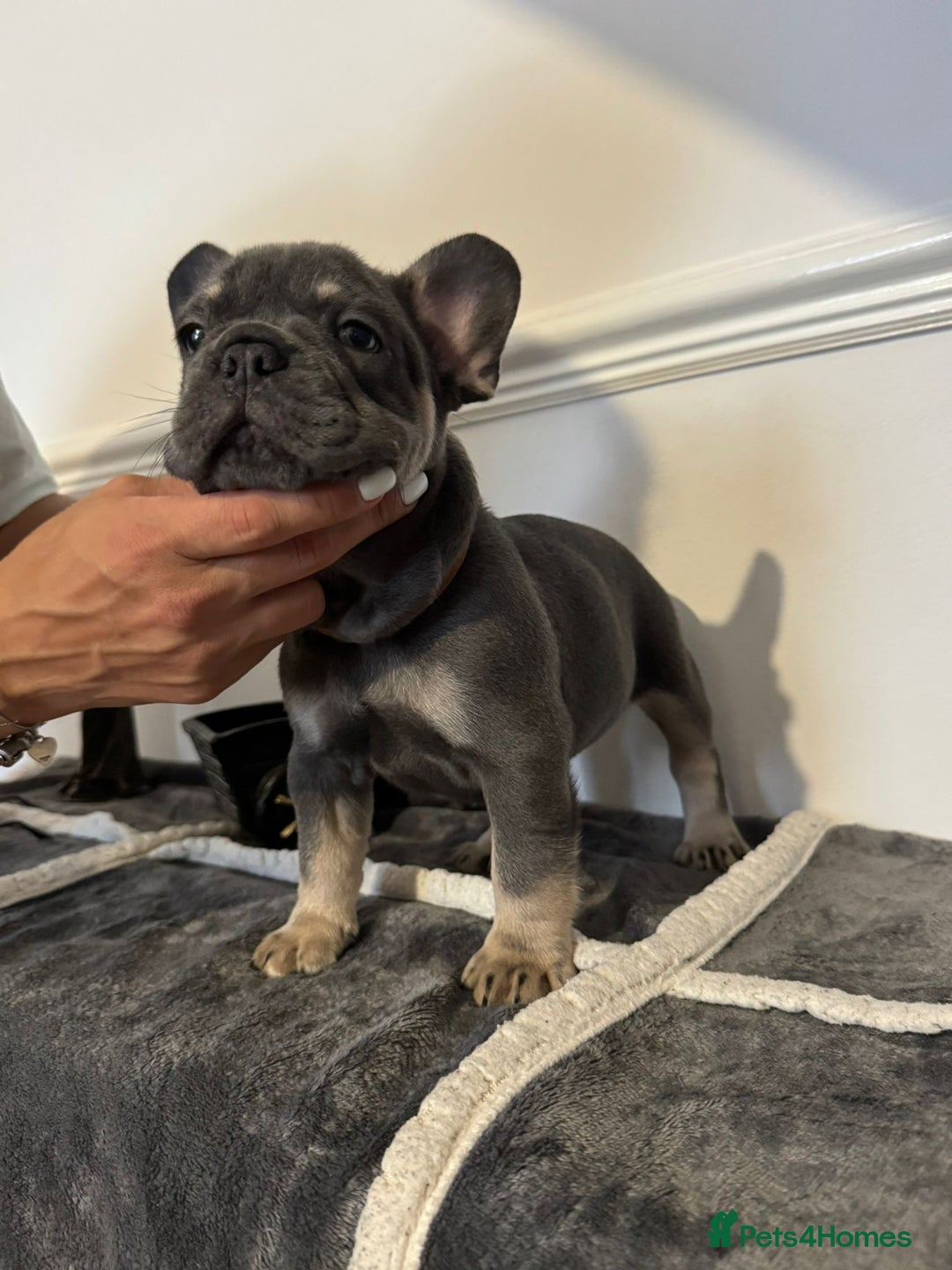 French Bulldog dogs for sale: Kc Registered 5 Generation Pedigree Quality  - Image 13