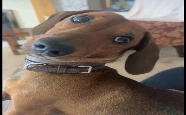 Dachshund dogs - Advert 8