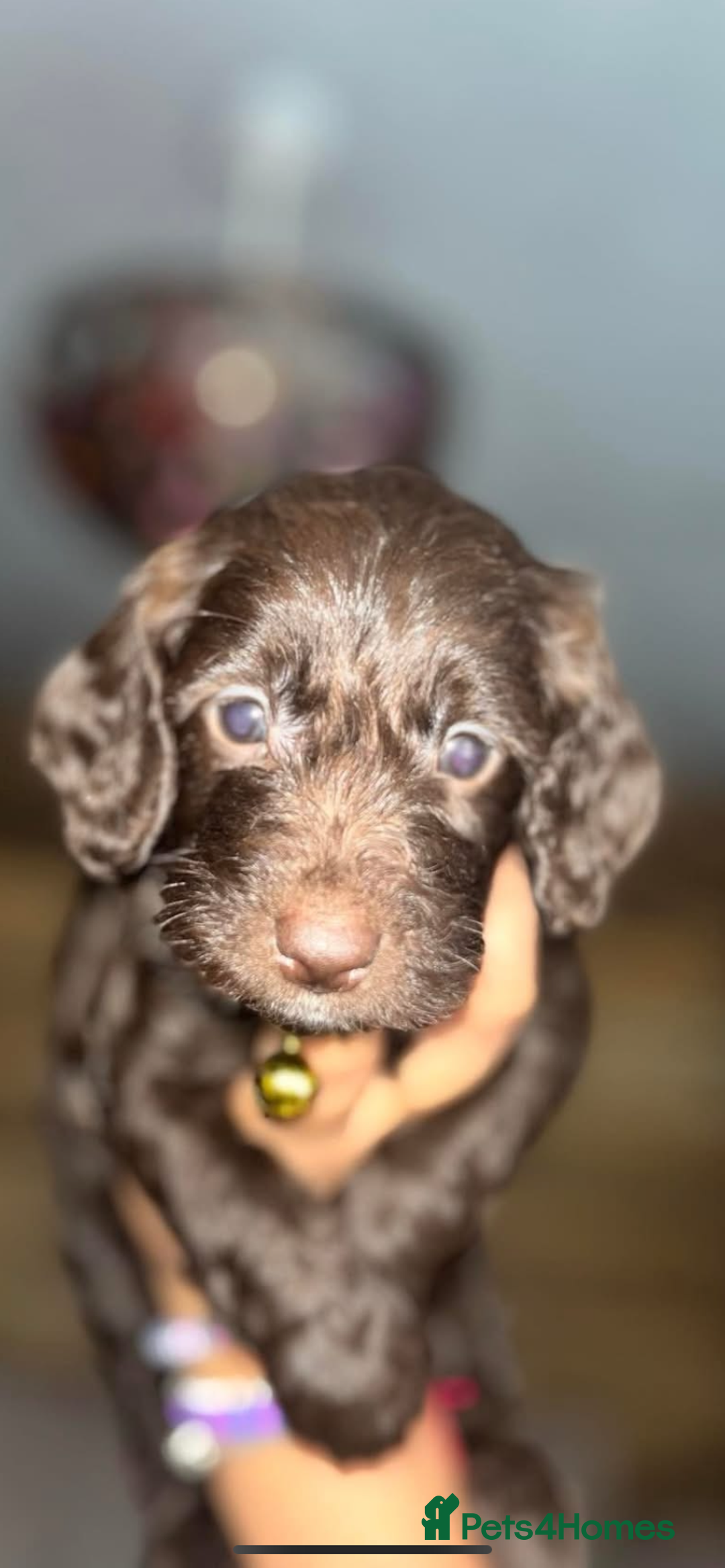 Cockapoo dogs for sale: Beautiful COCKAPOO pups  - Image 5