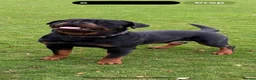 Rottweiler dogs for sale: Rottweiler puppy - Advert 15