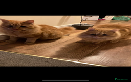 Bengal cats for sale: Two  gingers  cats  - Image 1