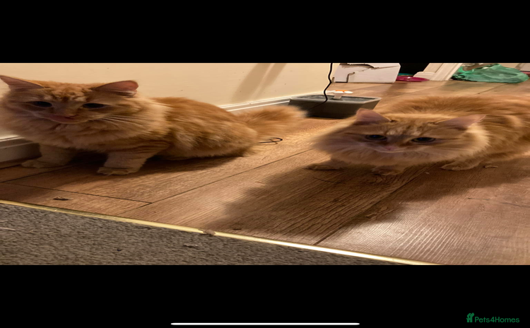 Bengal cats - Advert 8