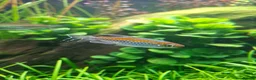 Tetras fish for sale: My congo tetras need rehoming - Advert 3