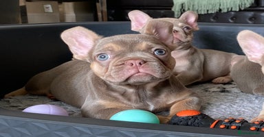 French Bulldog dogs - Advert 2