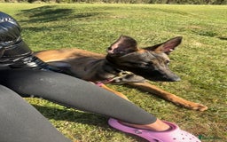 Belgian Shepherd Dog dogs for sale: Belgian malinois  - Advert 1