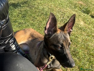 Belgian Shepherd Dog dogs Belgian malinois - Advert 7