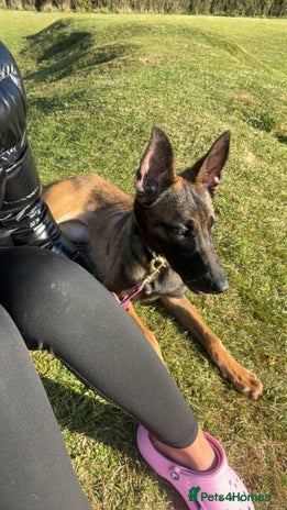 Belgian Shepherd Dog dogs Belgian malinois - Advert 2