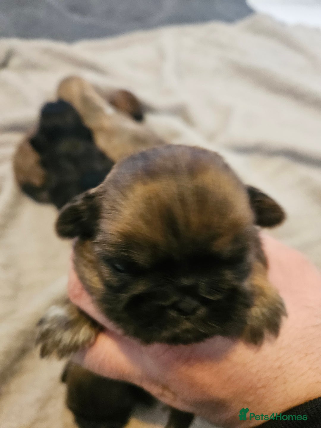 Shih Tzu dogs for sale: Shihtzu puppys  - Advert 6