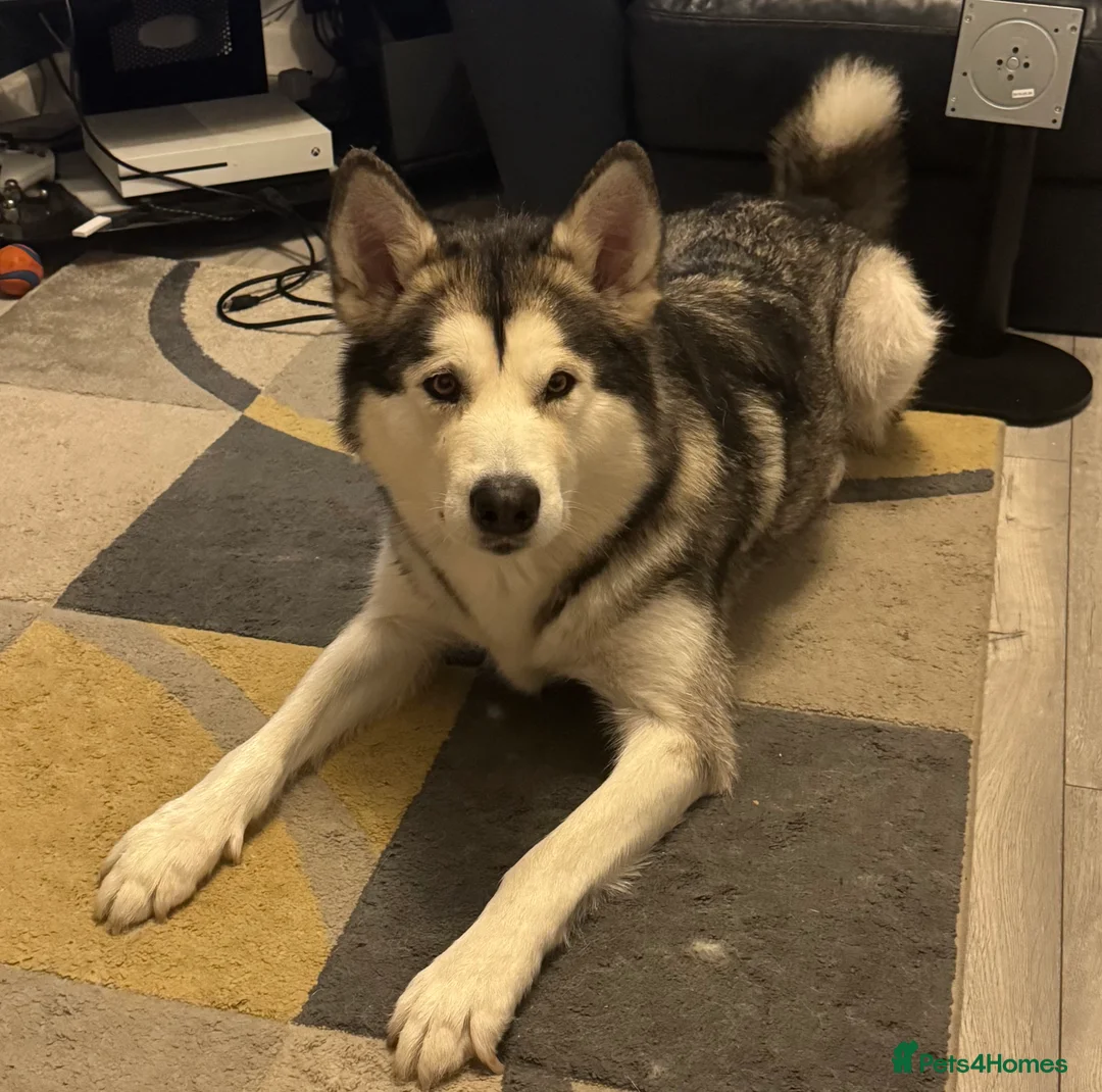 Alaskan Malamute dogs for sale: Alaskan malamute boy - Advert 1