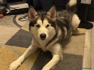 Alaskan Malamute dogs Alaskan malamute boy - Advert 12