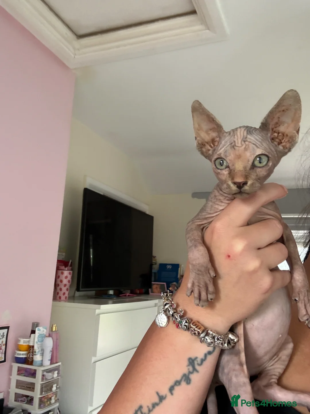Sphynx cats for sale: Adorable Canadian Sphynx Kitten - Advert 2
