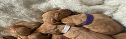 Hungarian Vizsla dogs for sale: KC Registered Hungarian Viszla litter  - Advert 10