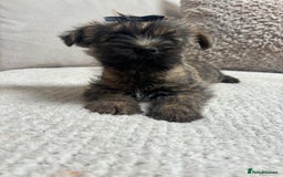 Cairn Terrier dogs for sale: Cairn terrier puppies  - Image 9
