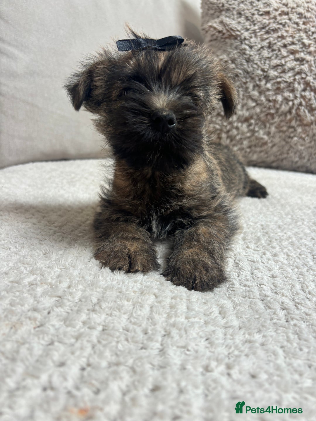 Cairn Terrier dogs for sale: Cairn terrier puppies  - Image 9