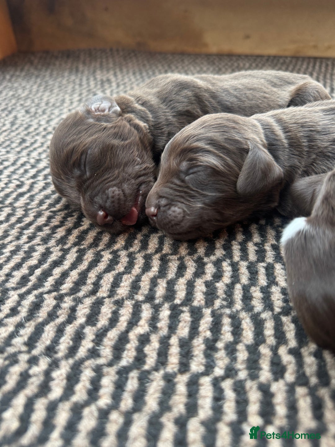 Sprocker dogs for sale: Sprocker puppies for sale - Advert 3