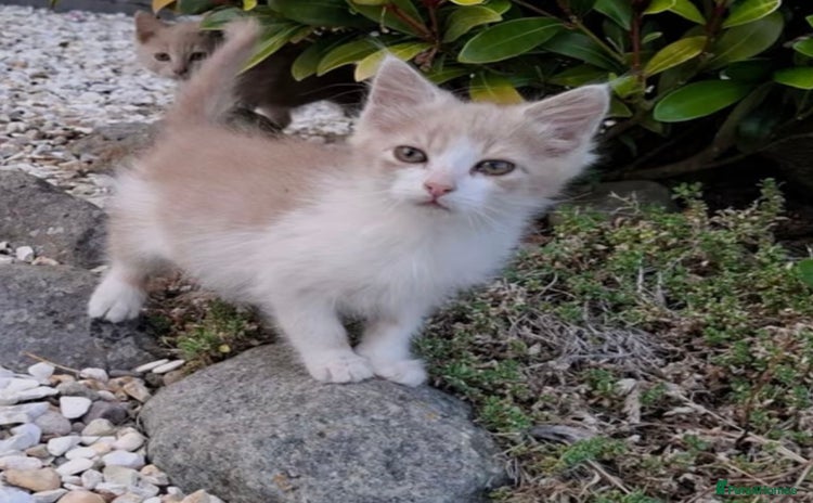 Mixed Breed cats - Advert 11
