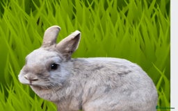 Lionhead rabbits for sale: Two bonded very friendly rabbits with cage - Image 2