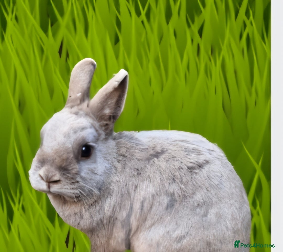 Lionhead rabbits for sale: Two bonded very friendly rabbits with cage - Image 2