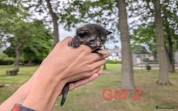 Mixed Breed cats for sale: 6 adorable tortie kittens - Image 3