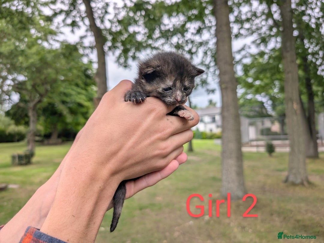 Mixed Breed cats for sale: 6 adorable tortie kittens - Image 3