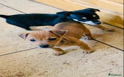 Jack Russell dogs for sale: Outstanding miniature Jack Russell puppies  - Image 10