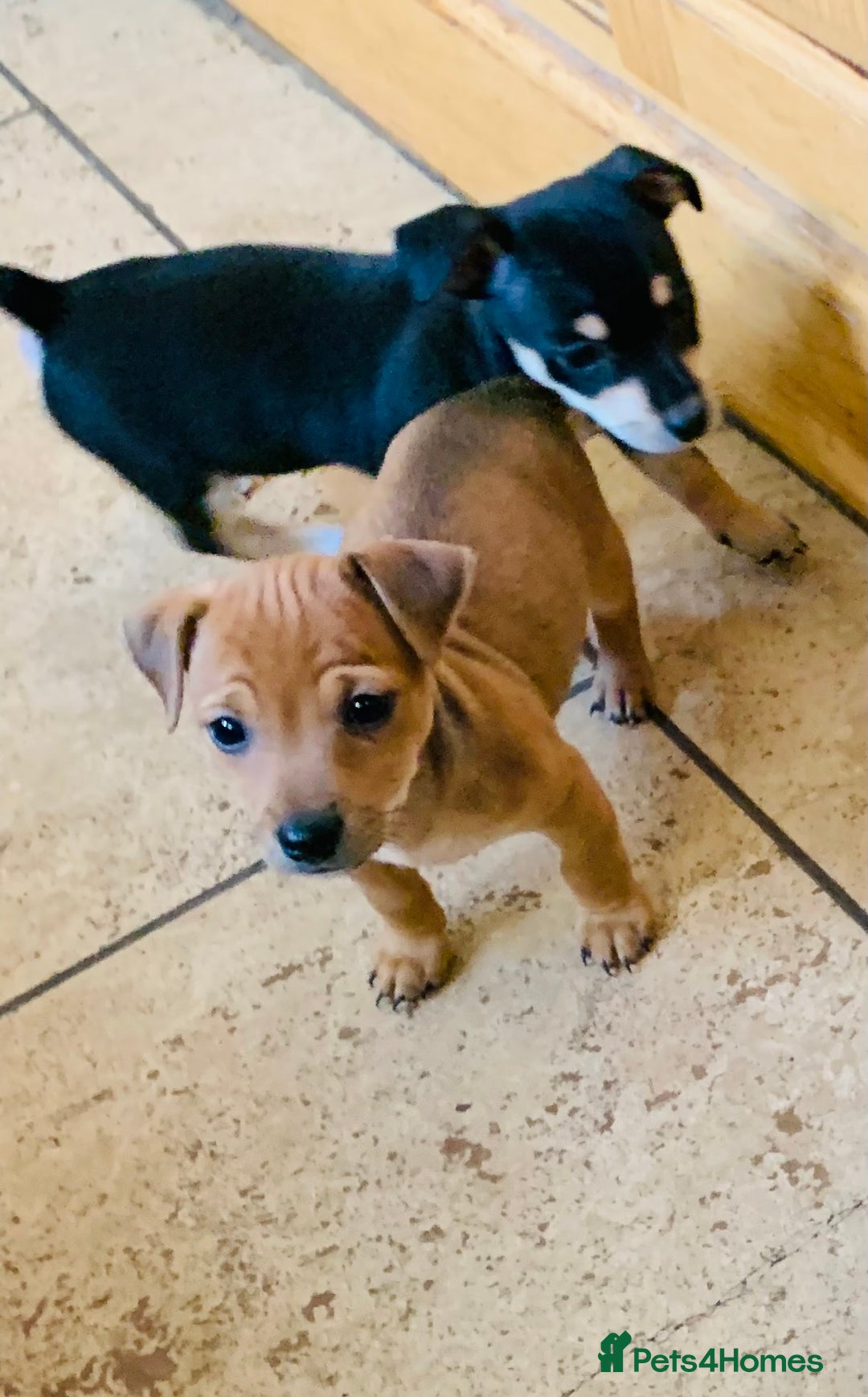 Jack Russell dogs for sale: Outstanding miniature Jack Russell puppies  - Image 10