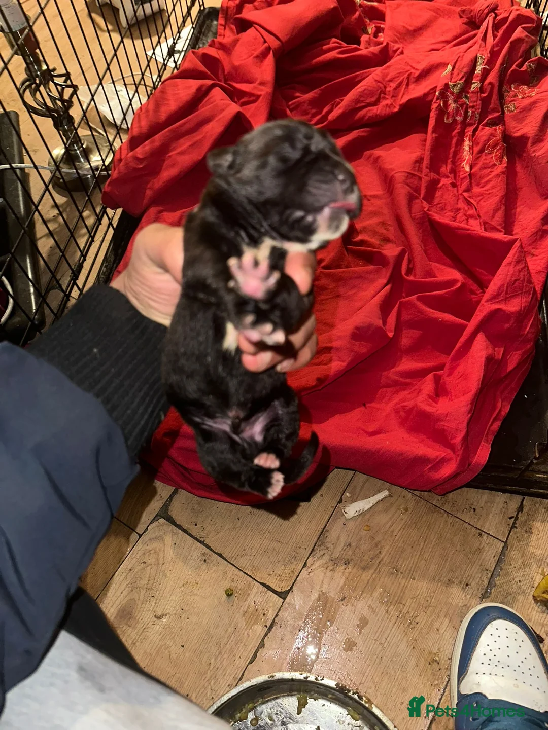 Cane Corso dogs for sale: Canecorso pups for sale - Advert 9