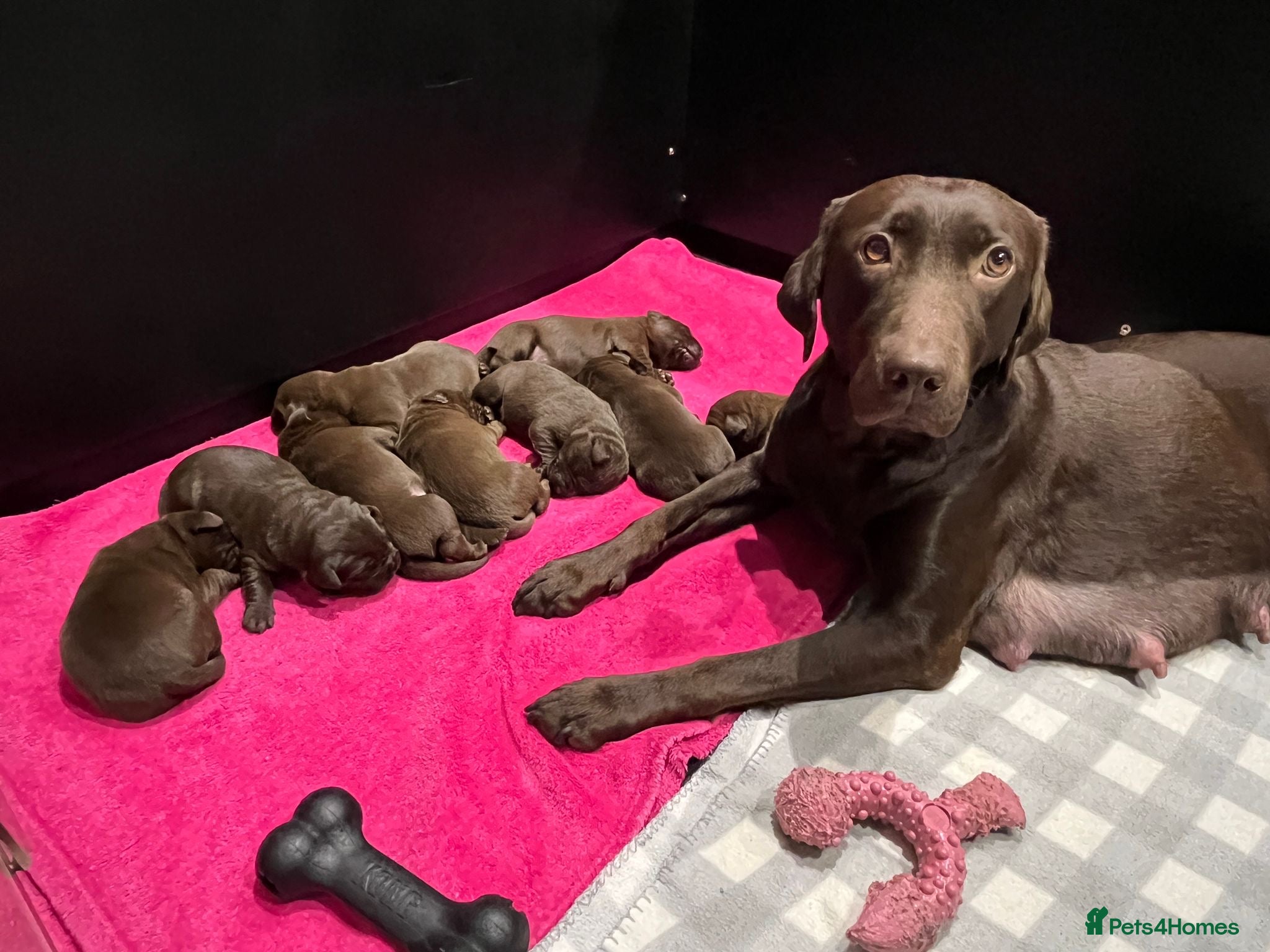 Labrador Retriever dogs Extensively Health Tested Chocolates  - Advert 6