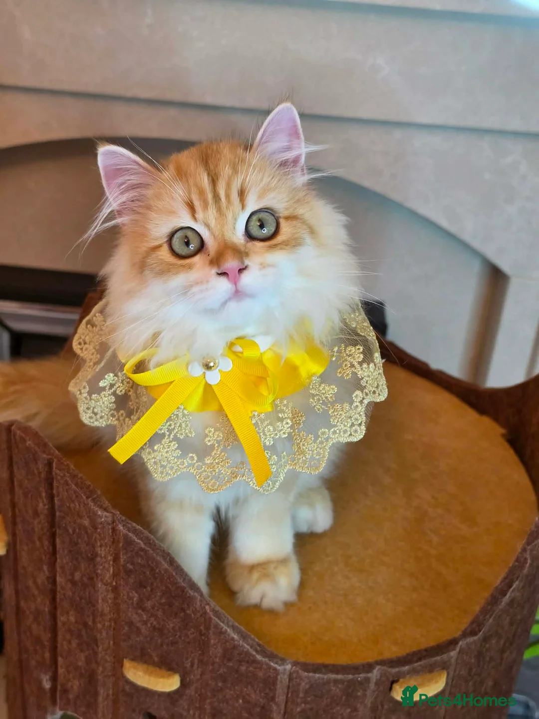 British Longhair cats for sale: Champion Line British Longhair Cats - Advert 1