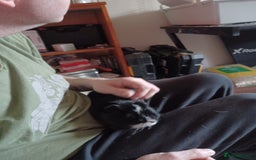 Guinea Pig rodents for sale: For sale is 3 male guinea pigs and cage  - Image 4