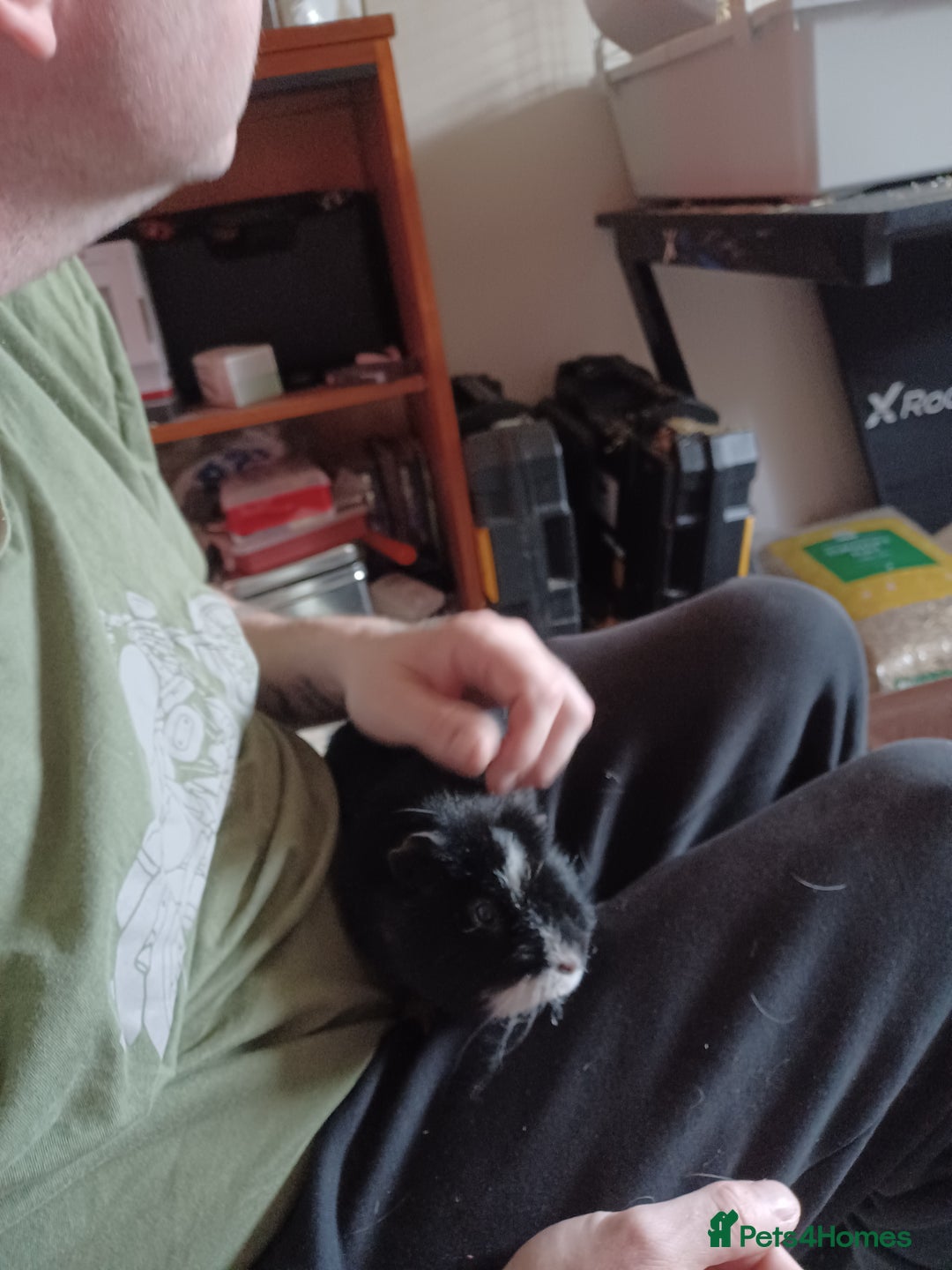 Guinea Pig rodents for sale: For sale is 3 male guinea pigs and cage  - Image 4