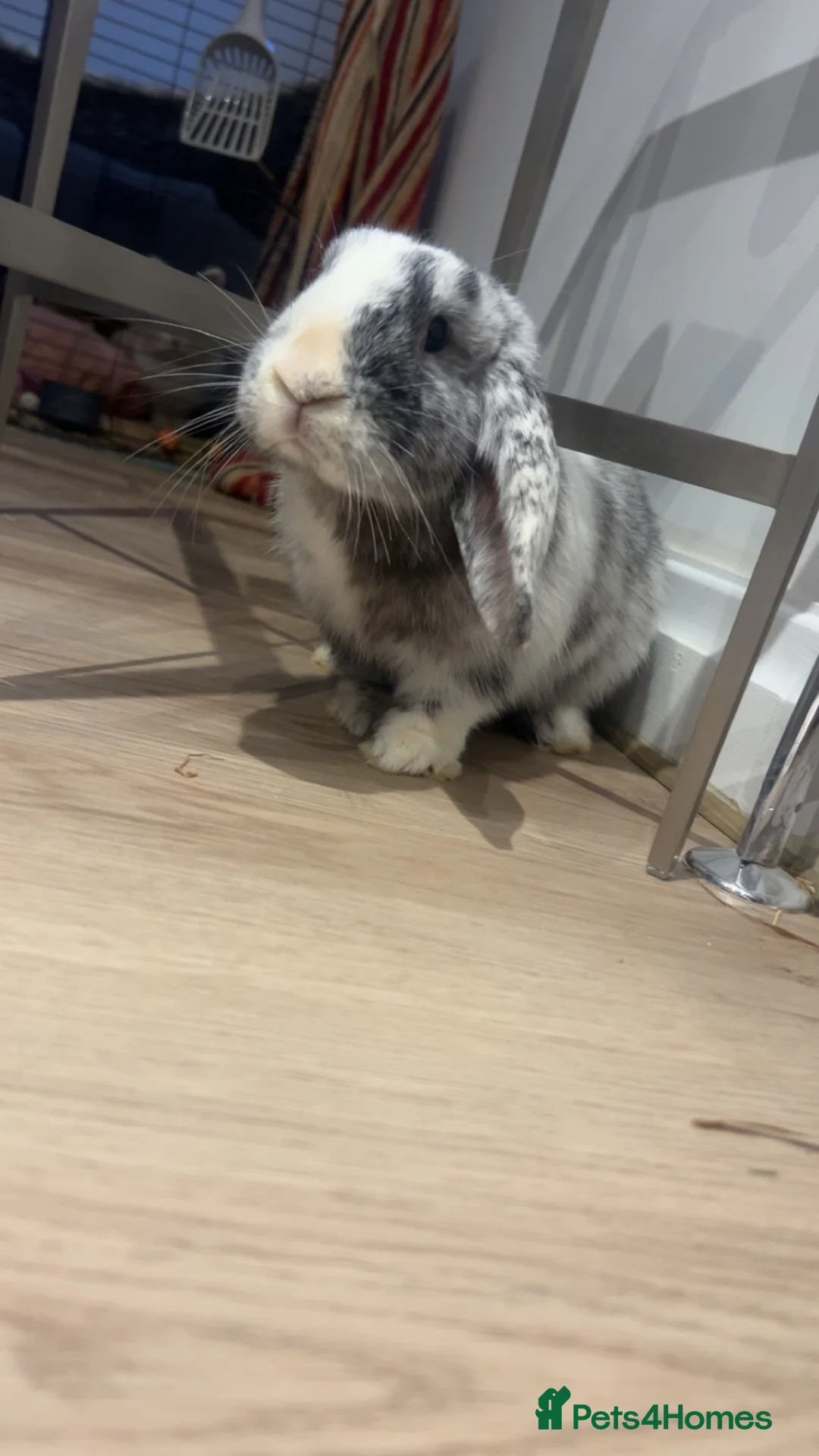 Mini Lop rabbits for sale: Lion head and mini lop - Advert 5
