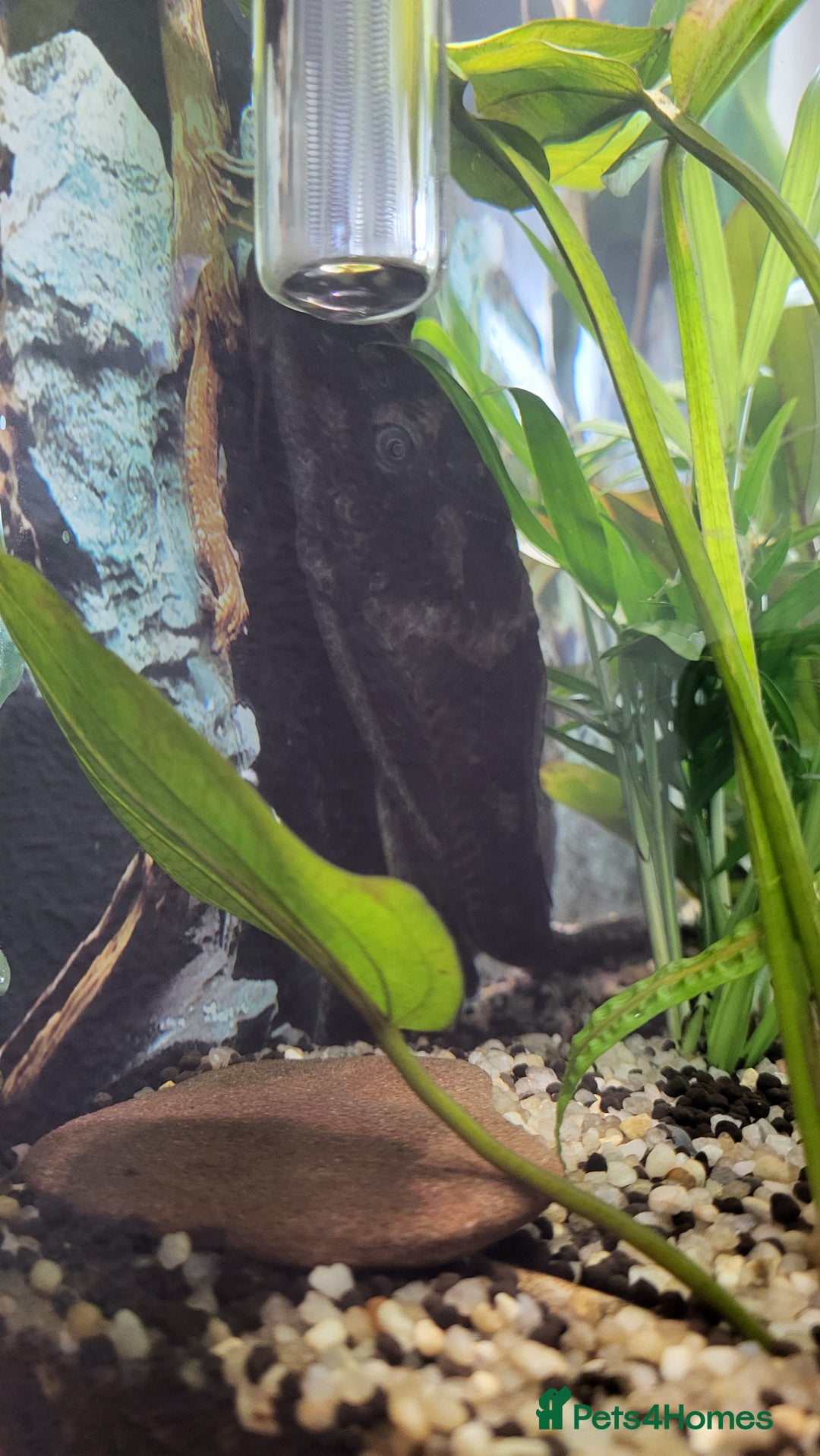 Plecos fish for sale: Pleco  - Image 2