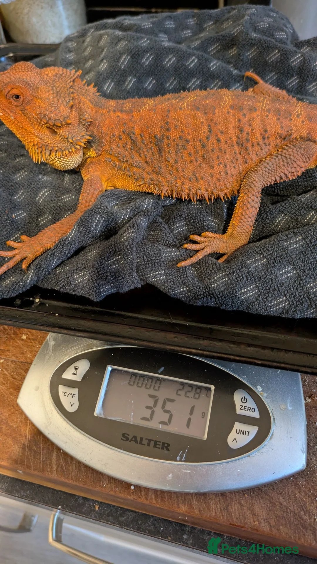 Bearded Dragon reptiles for sale: Red Male Bearded Dragon for sale  - Advert 6
