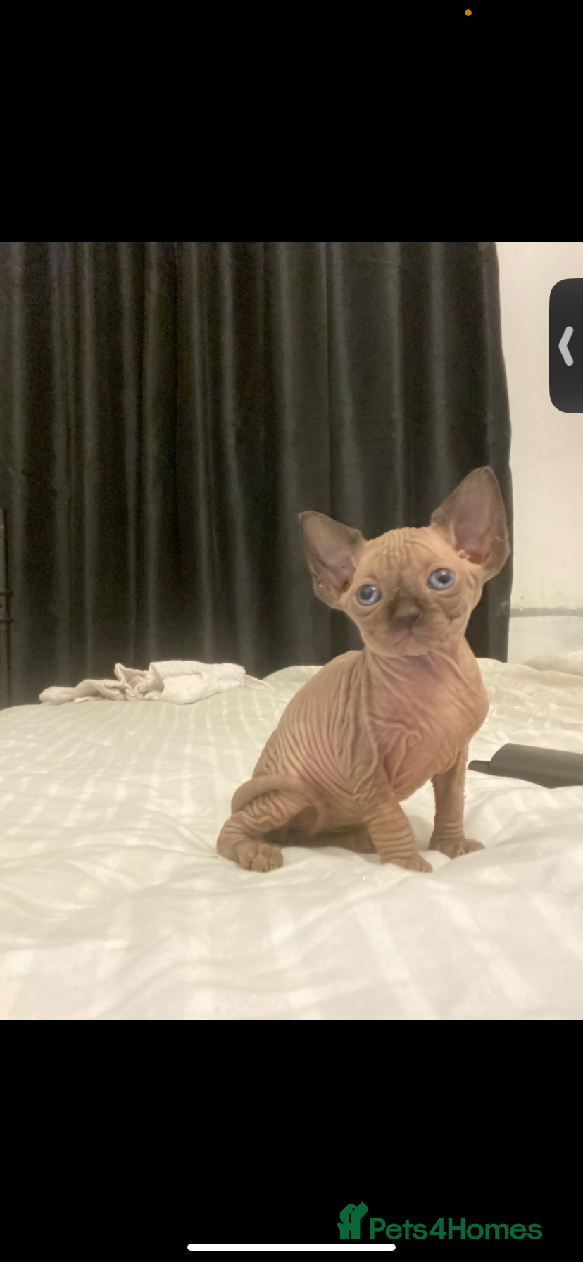 Mixed Breed cats Sphynx cross kittens  - Advert 1