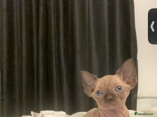 Mixed Breed cats Sphynx cross kittens - Advert 1