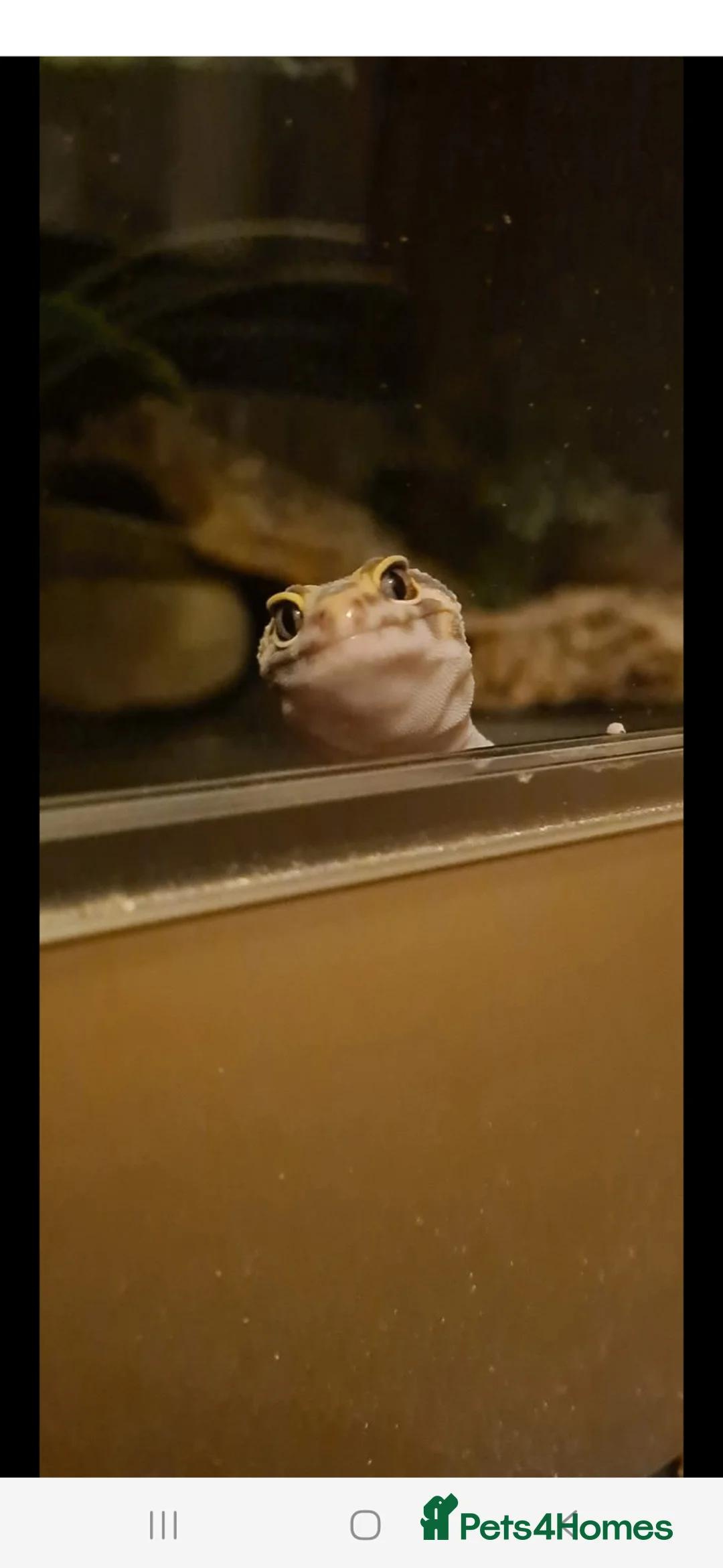 Leopard Gecko reptiles for sale: Leopard gecko for sale with the viv - Advert 1