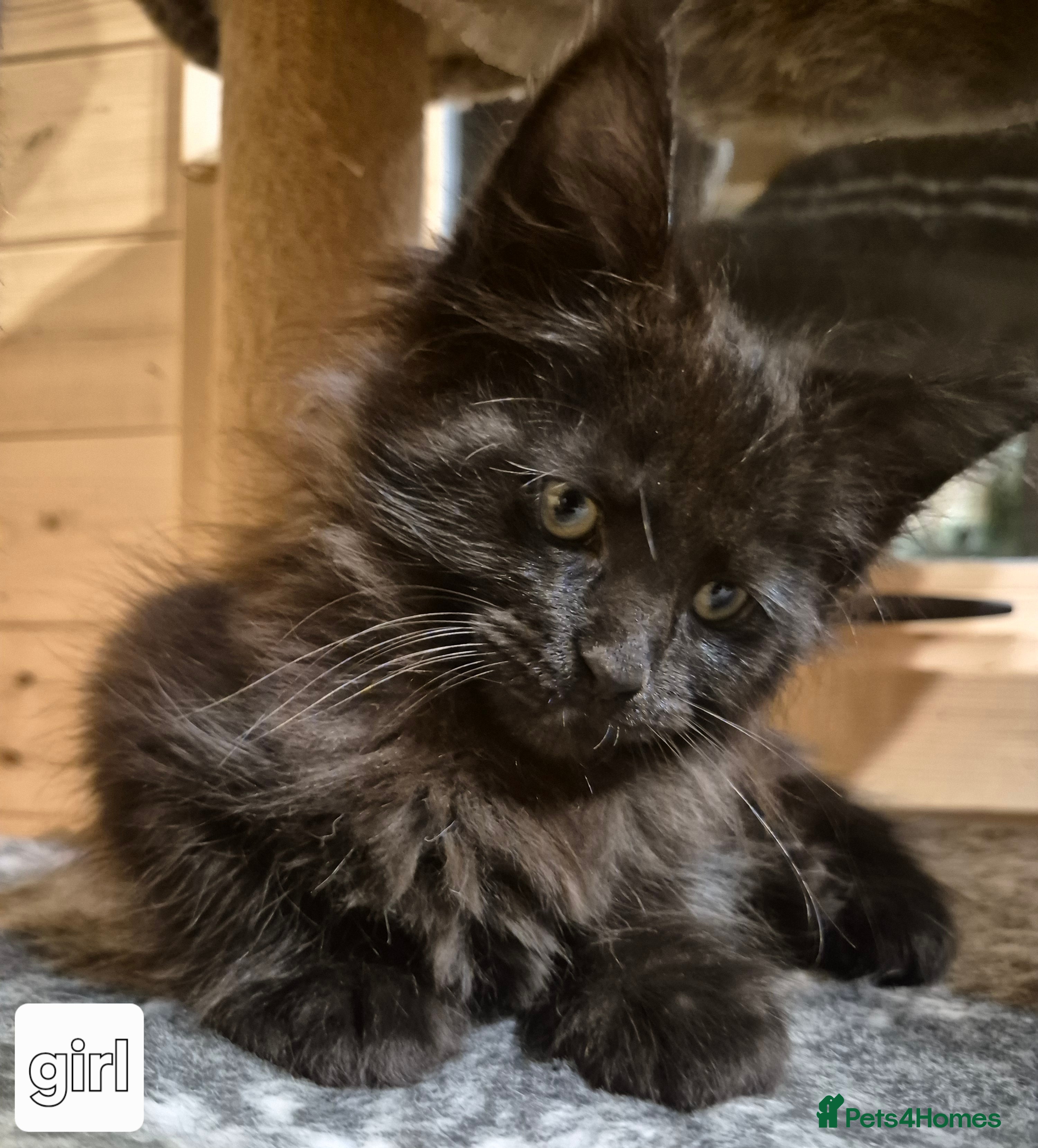 Maine Coon cats Mein Con - Advert 16