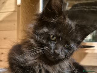 Maine Coon cats Mein Con - Advert 4